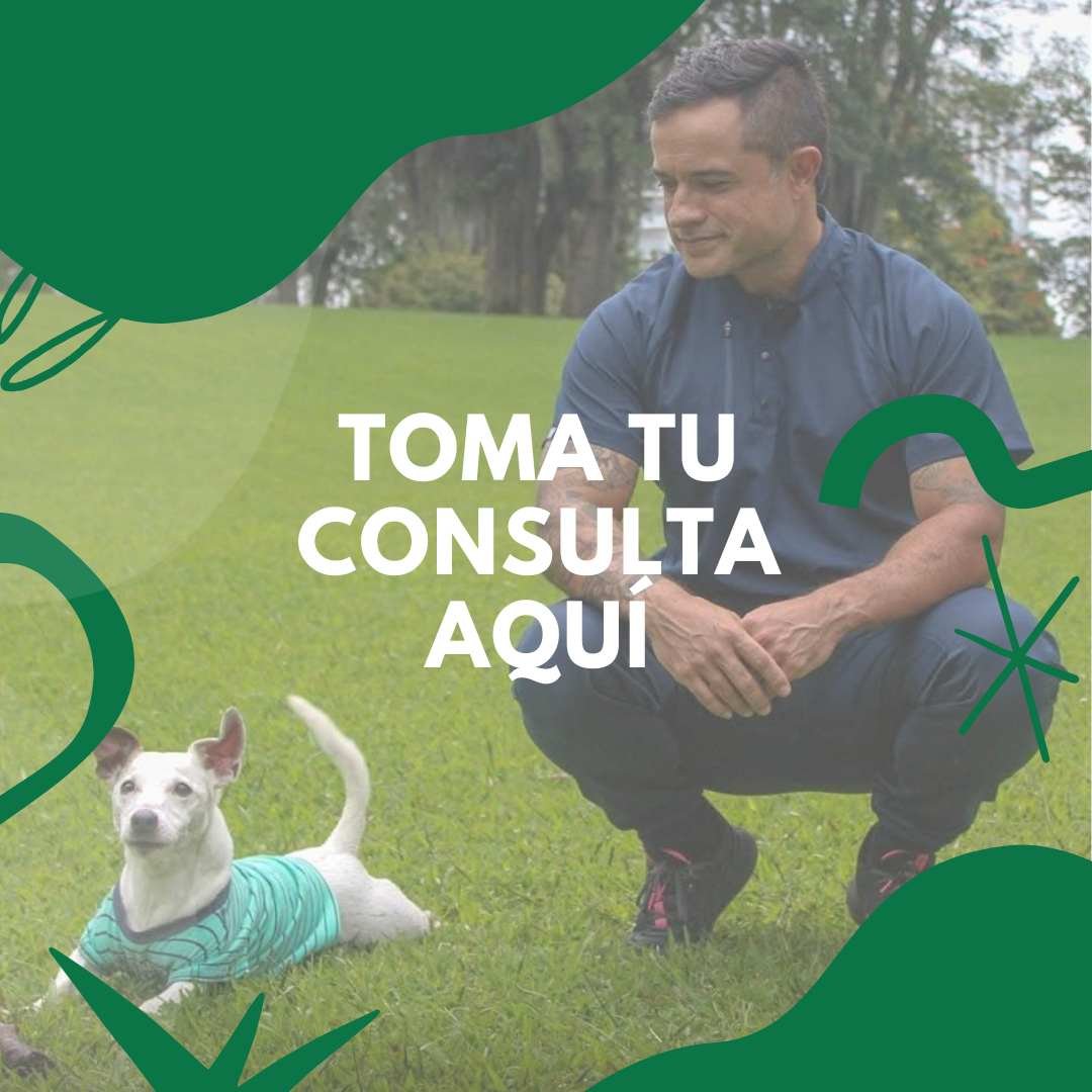 Toma tu consulta aquí