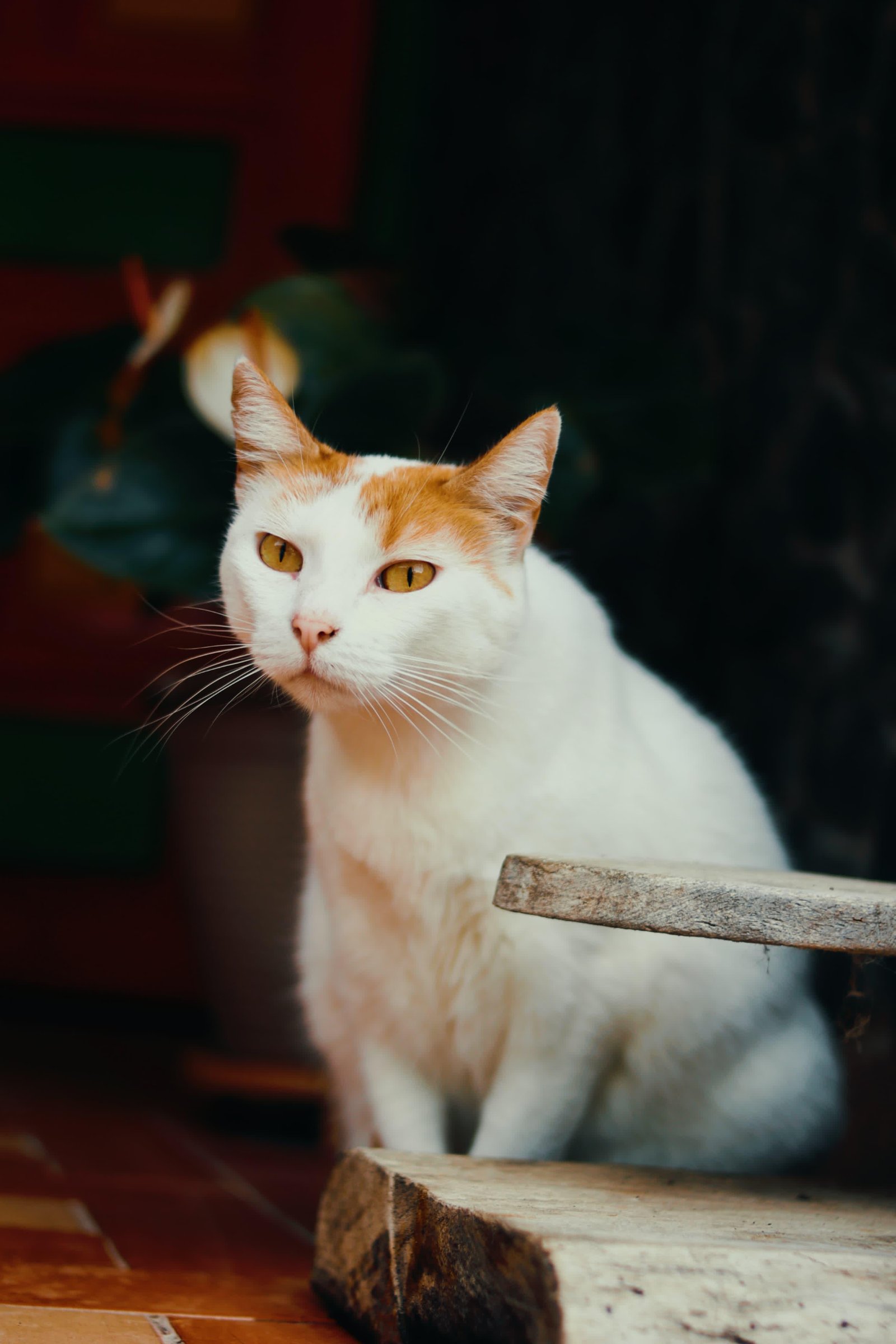 Mascota